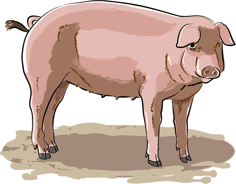 Datei:Schwein - db-seeds-word images-Schwein 4c.png