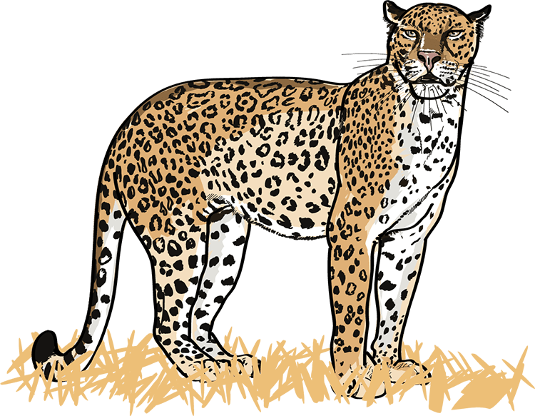 Datei:Leopard - db-seeds-word images-Leopard 4c.png