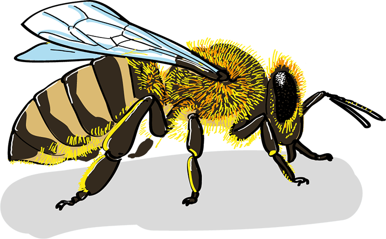 Datei:Biene - db-seeds-word images-Biene 4c.png