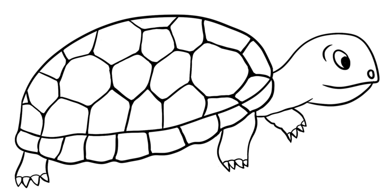 Datei:CA Schildkroete sw.png