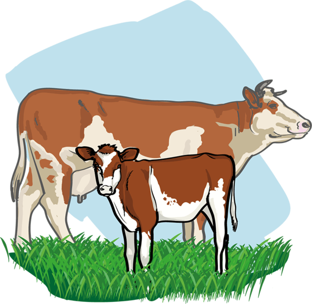 Datei:Kalb - db-seeds-word images-Kalb 4c.png