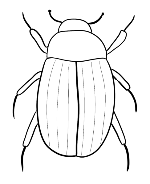 Datei:Ca Kaefer sw.png