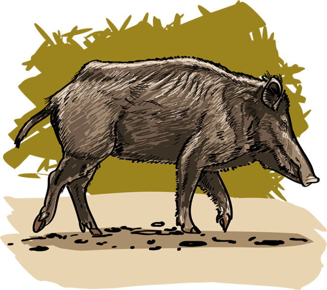 Datei:Wildschwein - db-seeds-word images-Wildschwein 4c.png