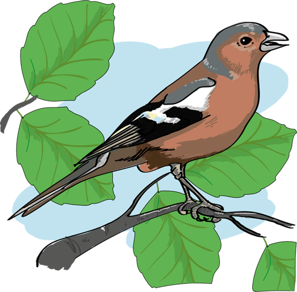 Datei:Buchfink - db-seeds-word images-Buchfink 4c.png