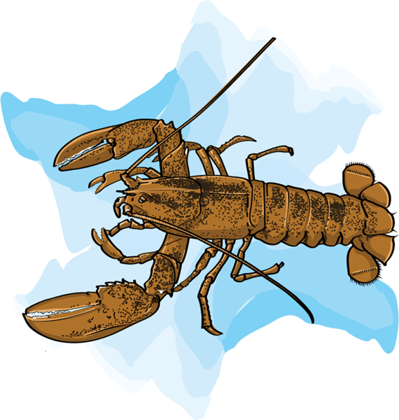 Datei:Hummer - db-seeds-word images-Hummer 4c.png