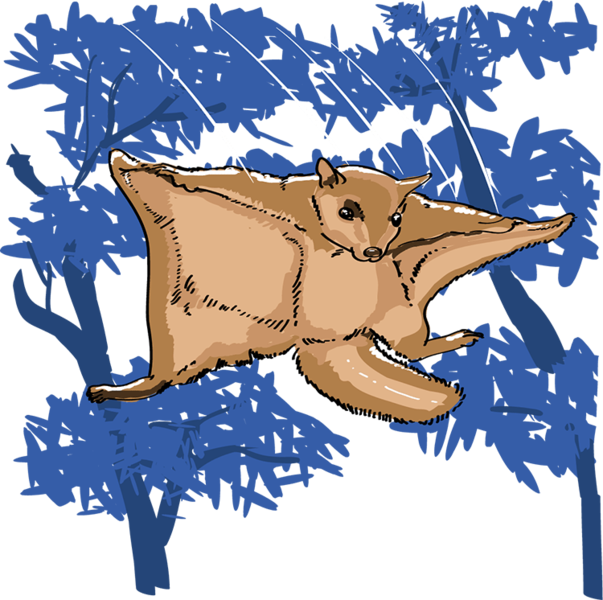 Datei:Flughörnchen - db-seeds-word images-Flughörnchen 4c.png