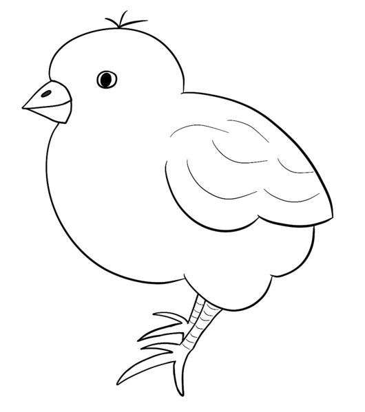 Datei:CA Kueken sw.png