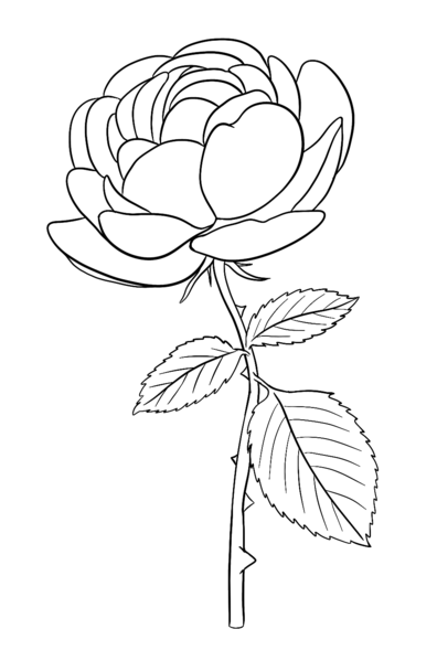 Datei:CA Rose sw.png