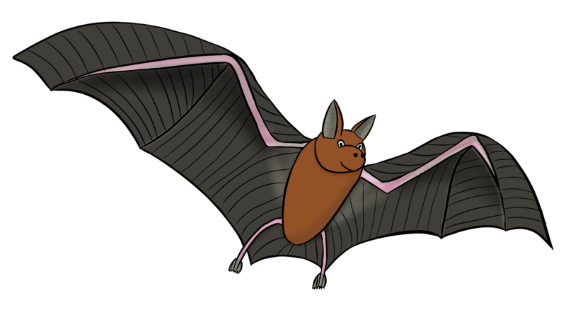 Datei:CA Fledermaus.png