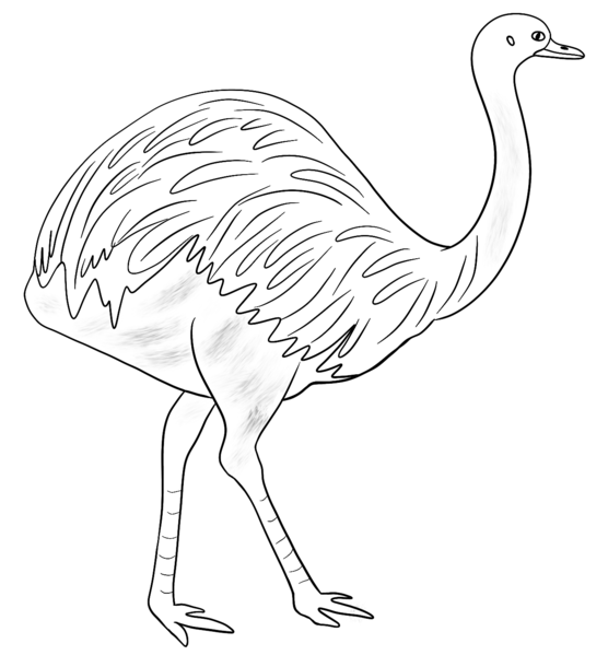 Datei:CA Strauss sw.png