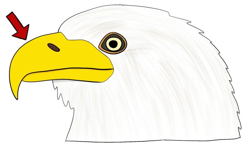 Datei:CA Schnabel.png