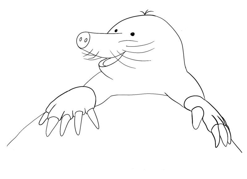 Datei:CA Maulwurf sw.png