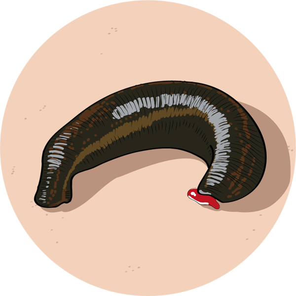 Datei:Egel - db-seeds-word images-Egel 4c.png