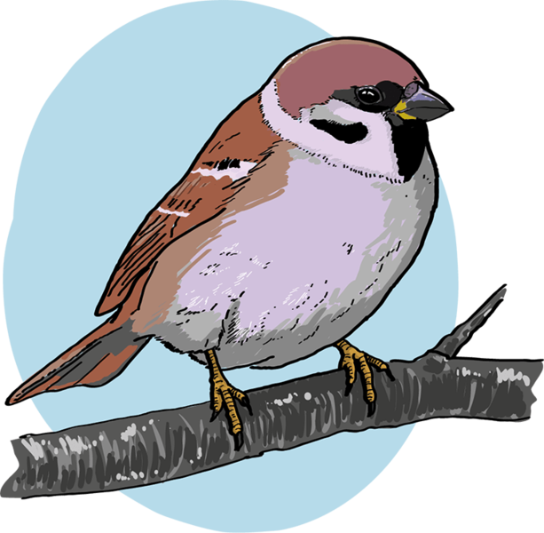 Datei:Sperling - db-seeds-word images-Sperling.png