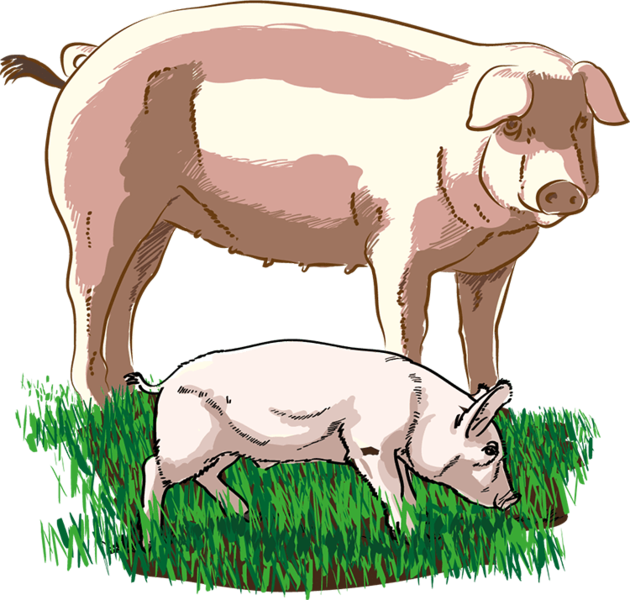 Datei:Ferkel - db-seeds-word images-Ferkel korr 4c.png