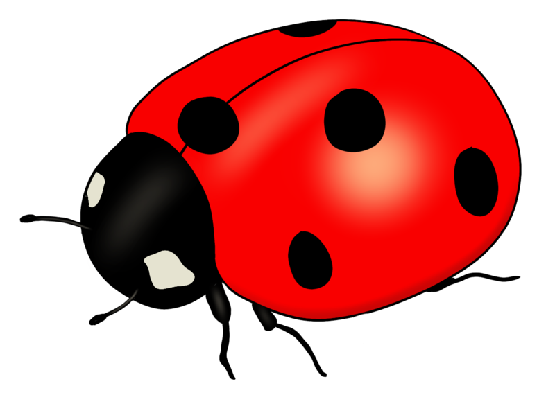 Datei:CA Marienkaefer.png