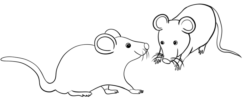 Datei:CA Maeuse sw.png